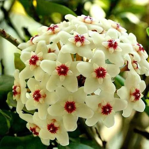 🎁50% de Réduction 🔥Mélange de Graines de fleur de Hoya Carnosa