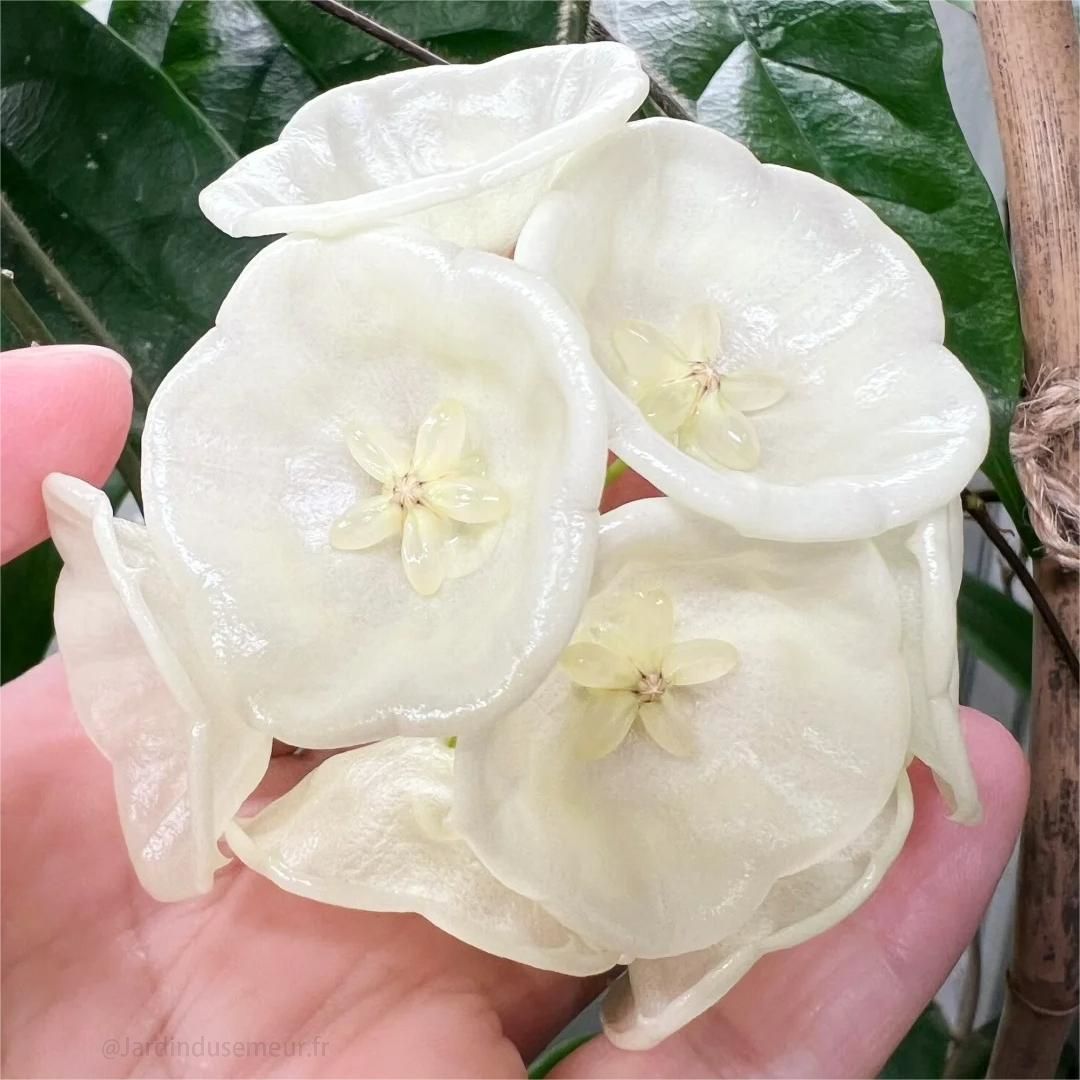 🎁50% de Réduction 🔥Mélange de Graines de fleur de Hoya Carnosa