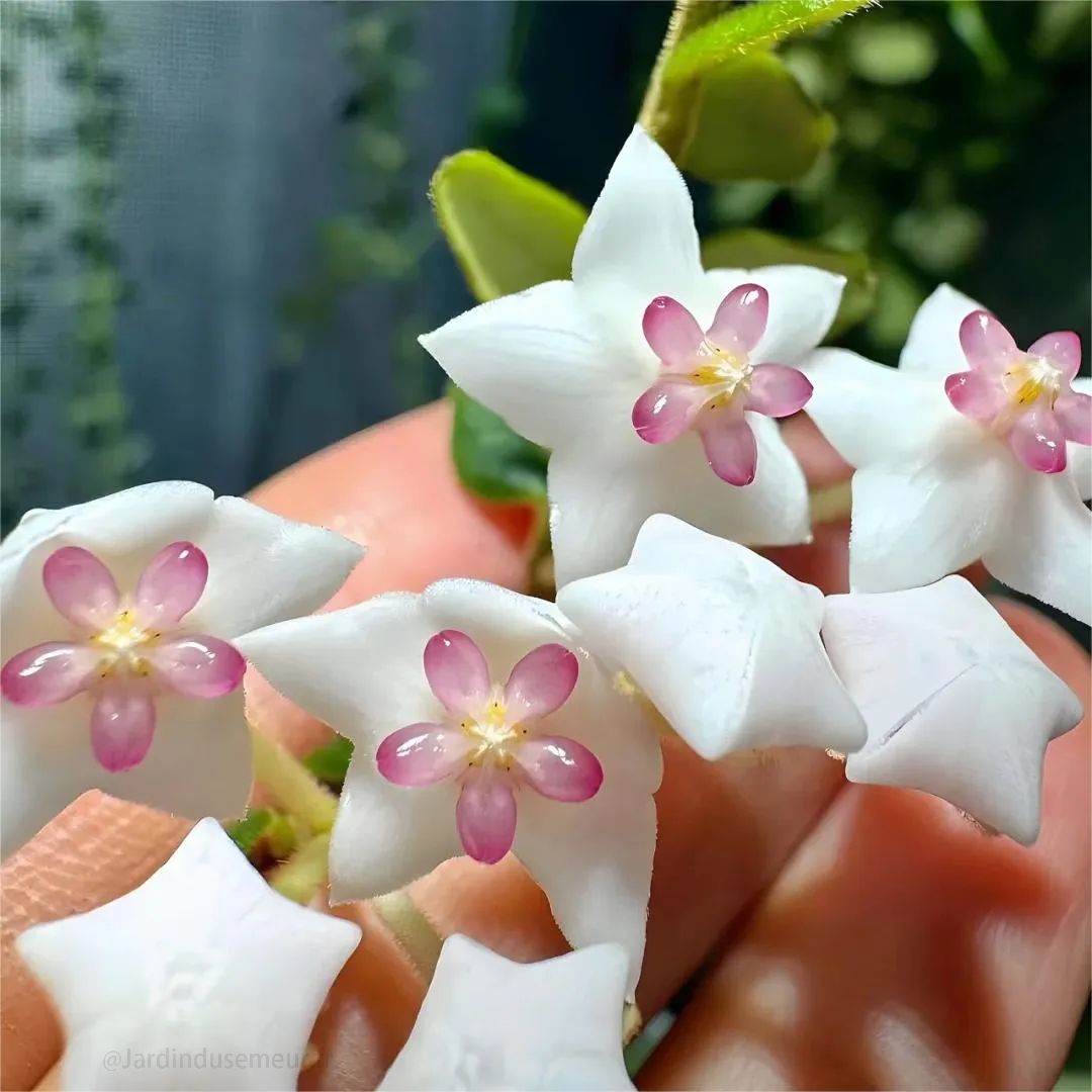 🎁50% de Réduction 🔥Mélange de Graines de fleur de Hoya Carnosa