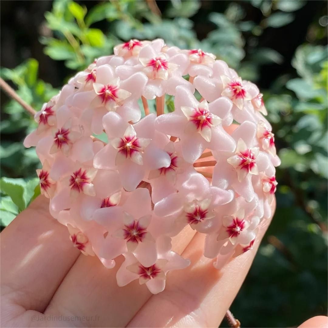 🎁50% de Réduction 🔥Mélange de Graines de fleur de Hoya Carnosa