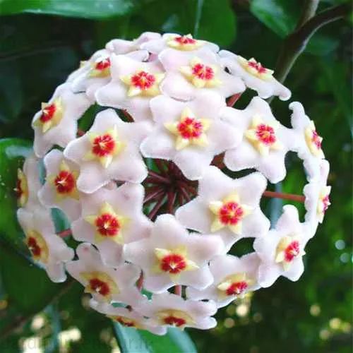 🎁50% de Réduction 🔥Mélange de Graines de fleur de Hoya Carnosa