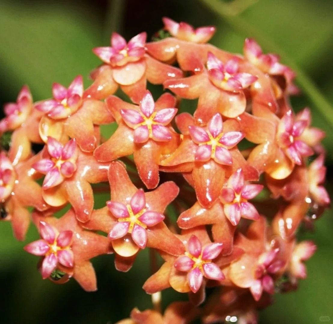 🎁50% de Réduction 🔥Mélange de Graines de fleur de Hoya Carnosa