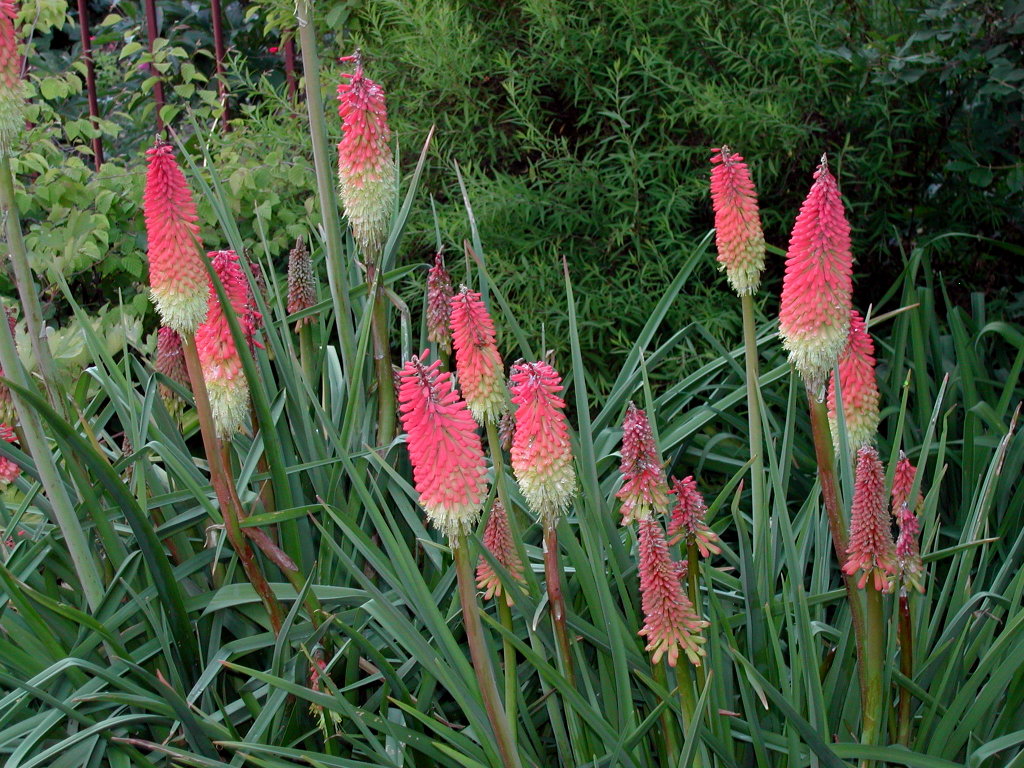 Kniphofia - Traffic Lights