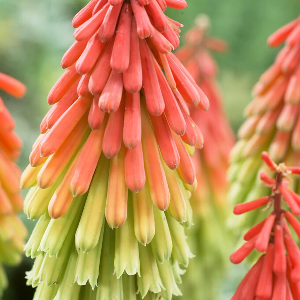 Kniphofia - Traffic Lights