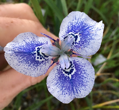 Moraea iridioides