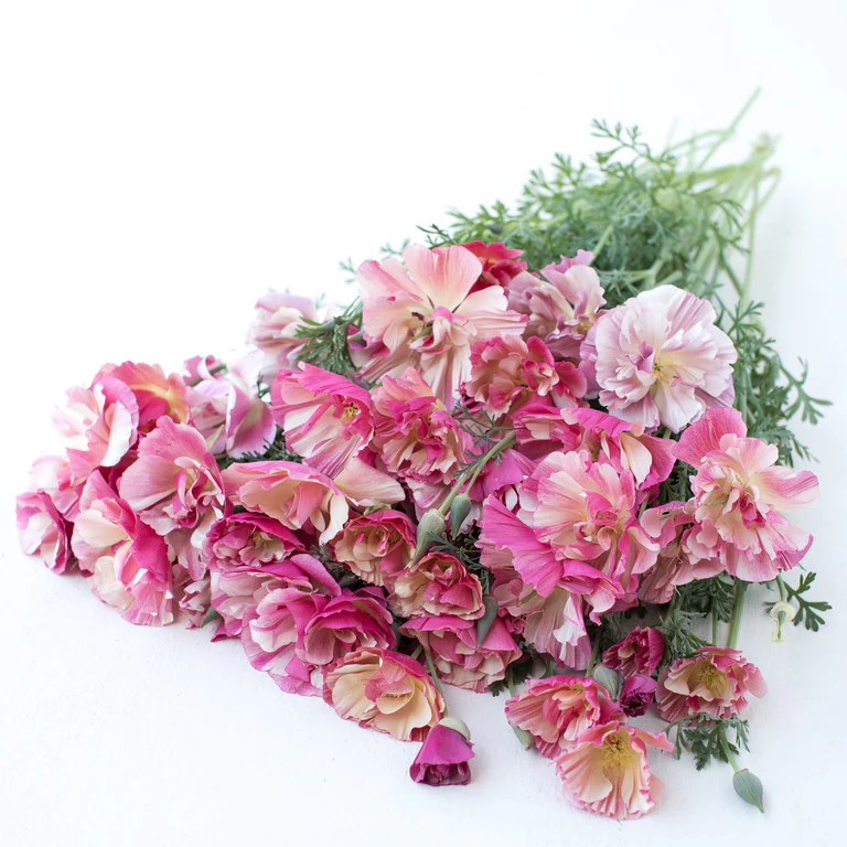 Eschscholzia californica Seeds 🌸✨