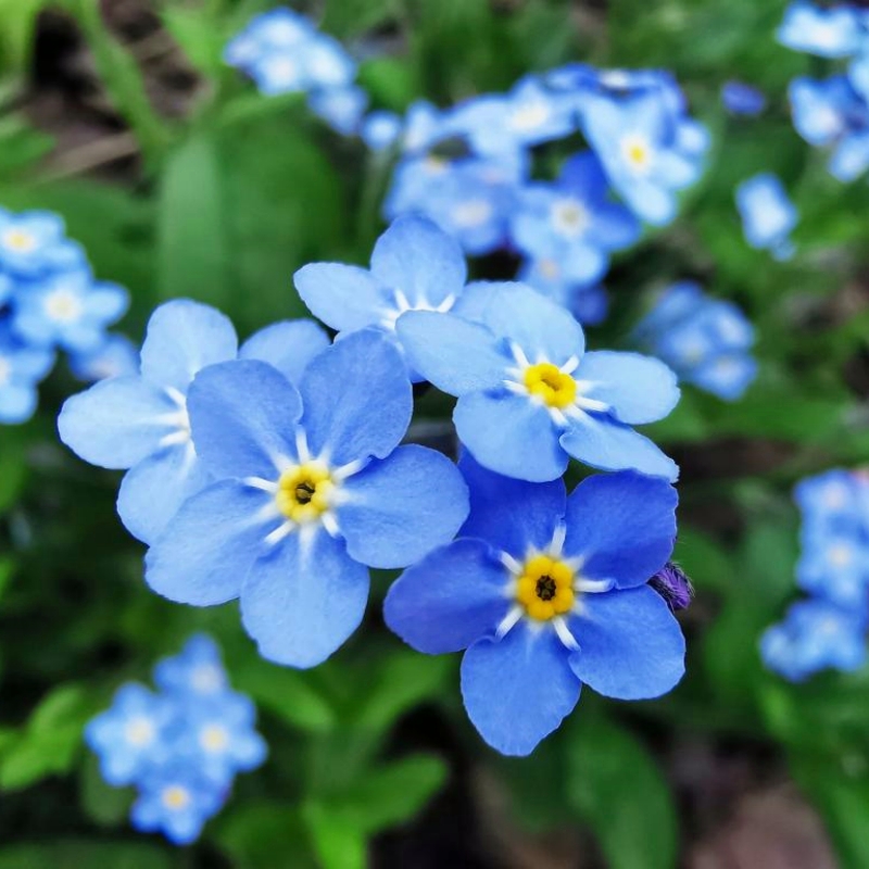 Myosotis sylvatica