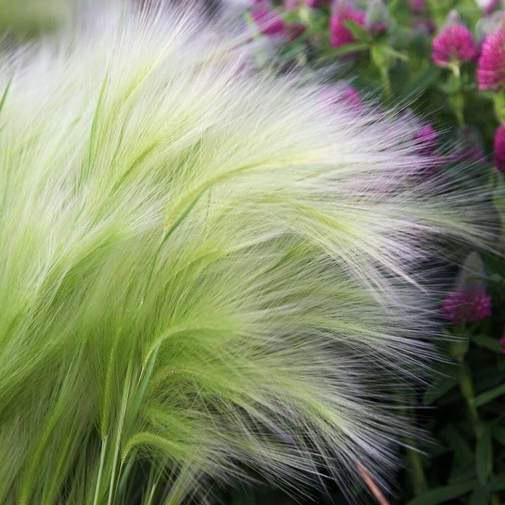 Hordeum jubatum (Squirrel-tail Grass) Seeds