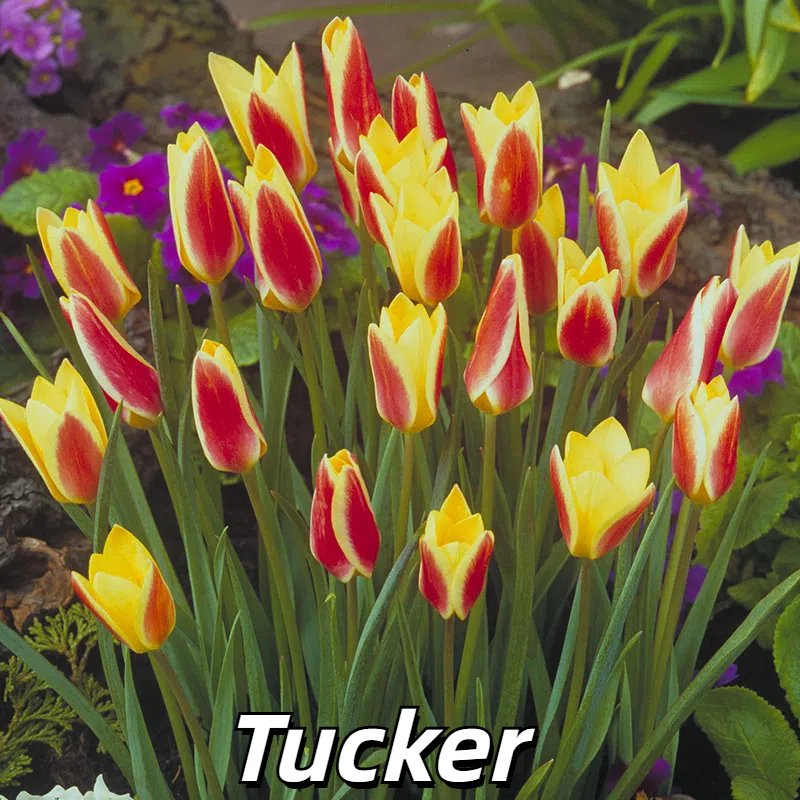 🌷 Botanical Tulip Bulbs