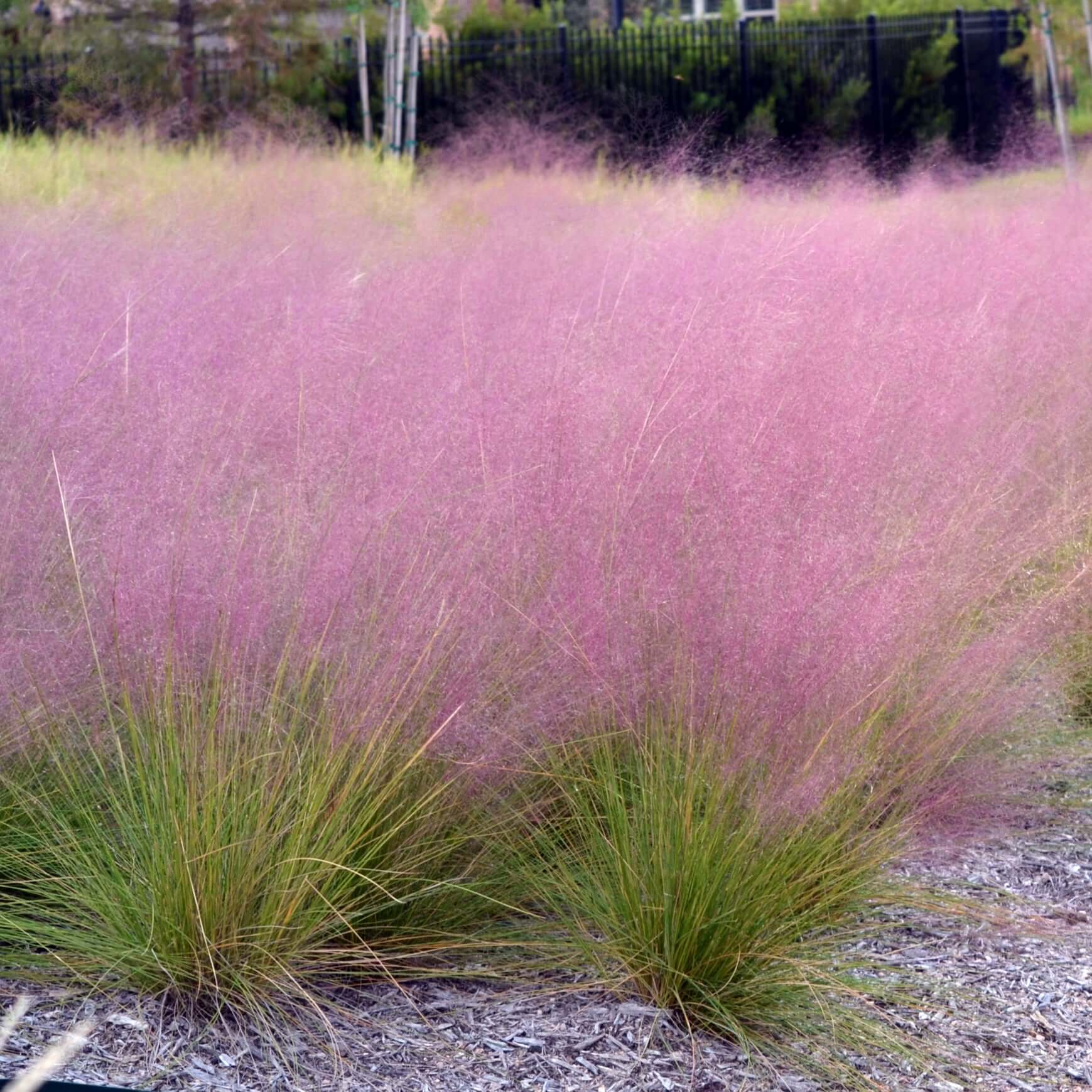 Pink Muhly Grass (Muhlenbergia capillaris) Seeds