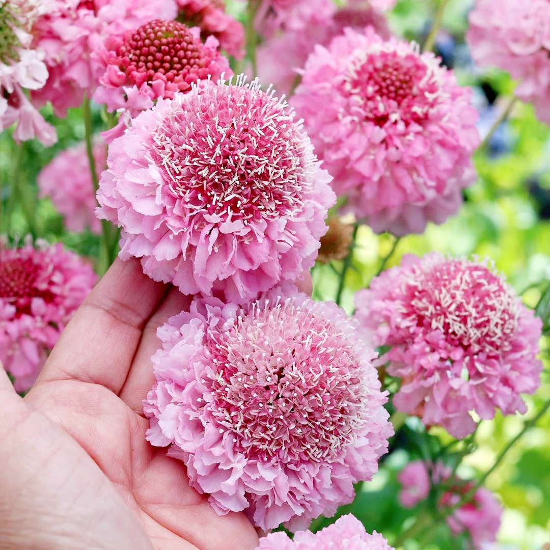 Sweet Scabious🌸 - A Beautiful and Fragrant Flower