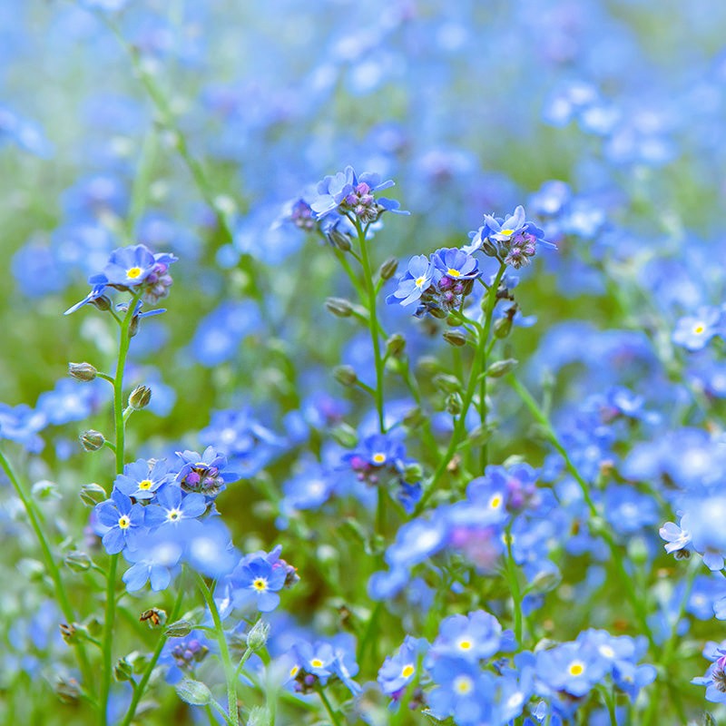 Myosotis sylvatica
