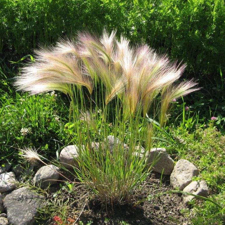 Hordeum jubatum (Squirrel-tail Grass) Seeds