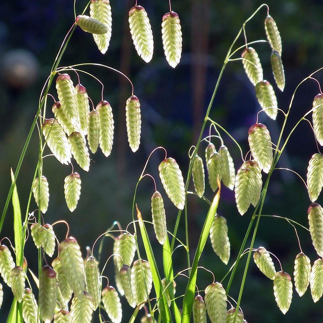 Chasmanthium latifolium (Northern Sea Oats) Seeds