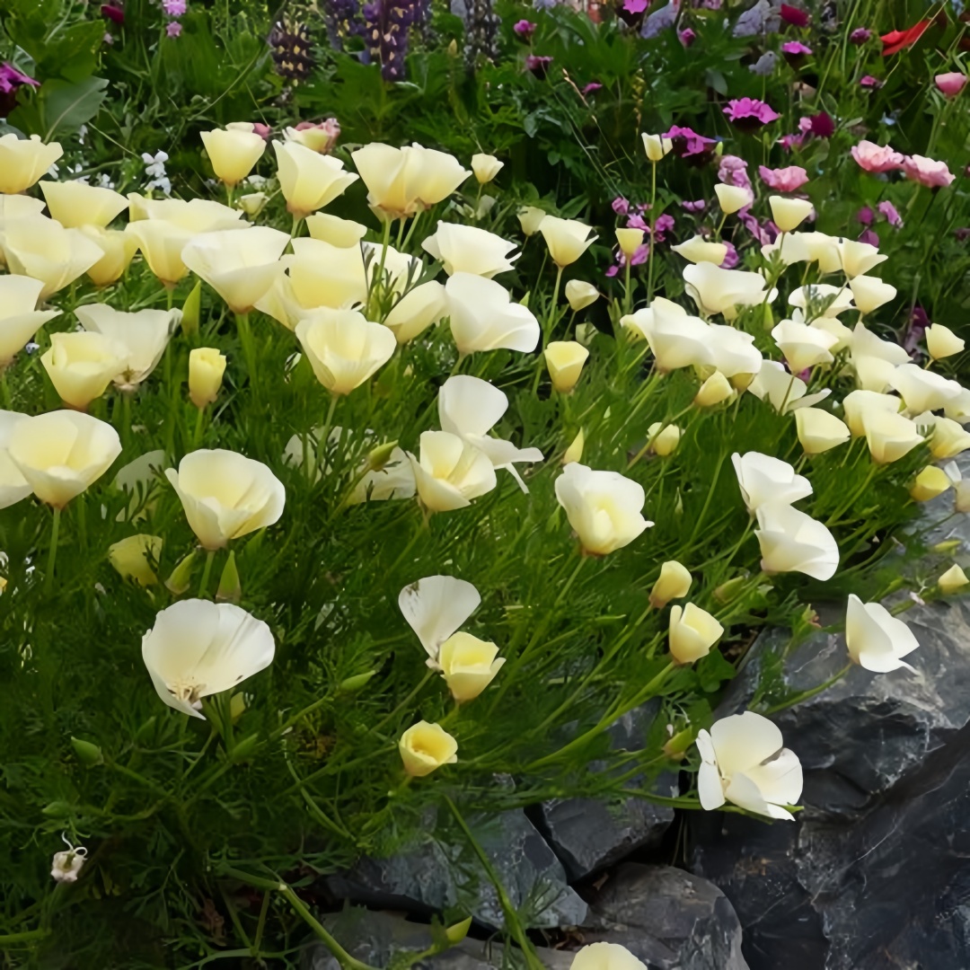 Eschscholzia californica Seeds 🌸✨