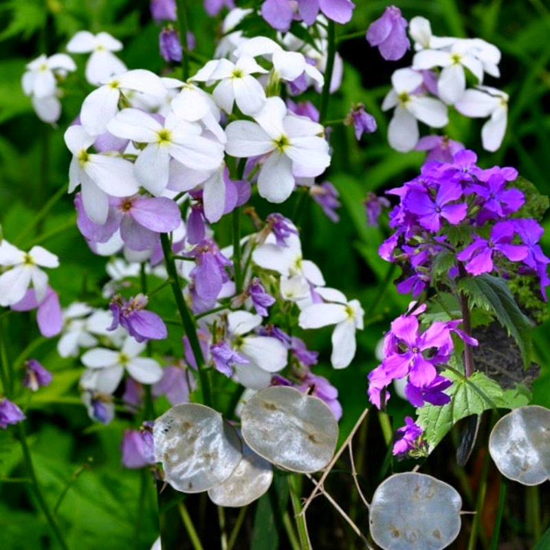 Silver Dollar Plant (Lunaria annua) Seeds - Product Description