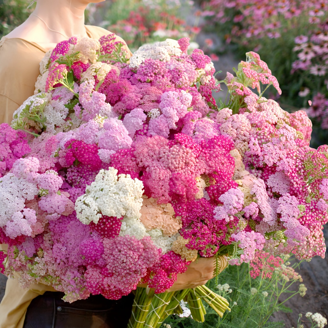 Mixed Color Yarrow Plant Seeds - Achillea Millefolium 🌸