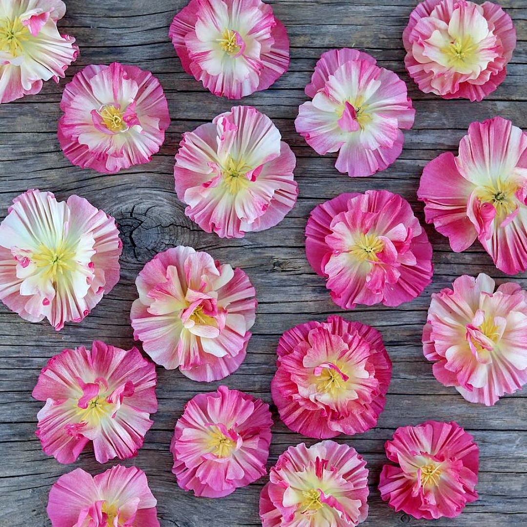 Eschscholzia californica Seeds 🌸✨