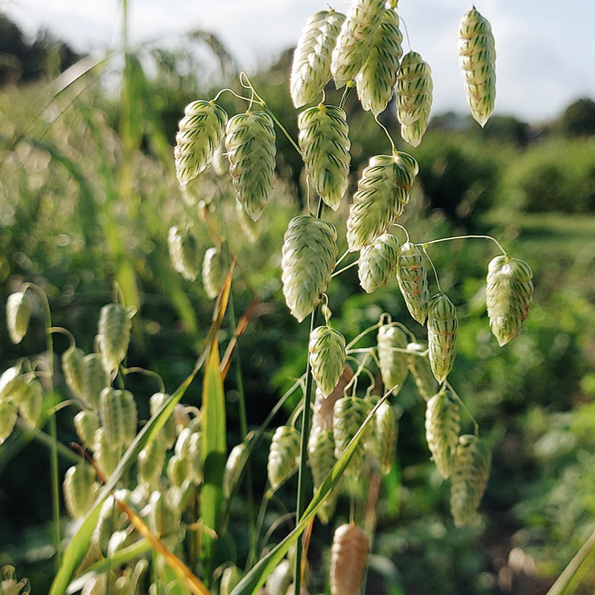 Chasmanthium latifolium (Northern Sea Oats) Seeds