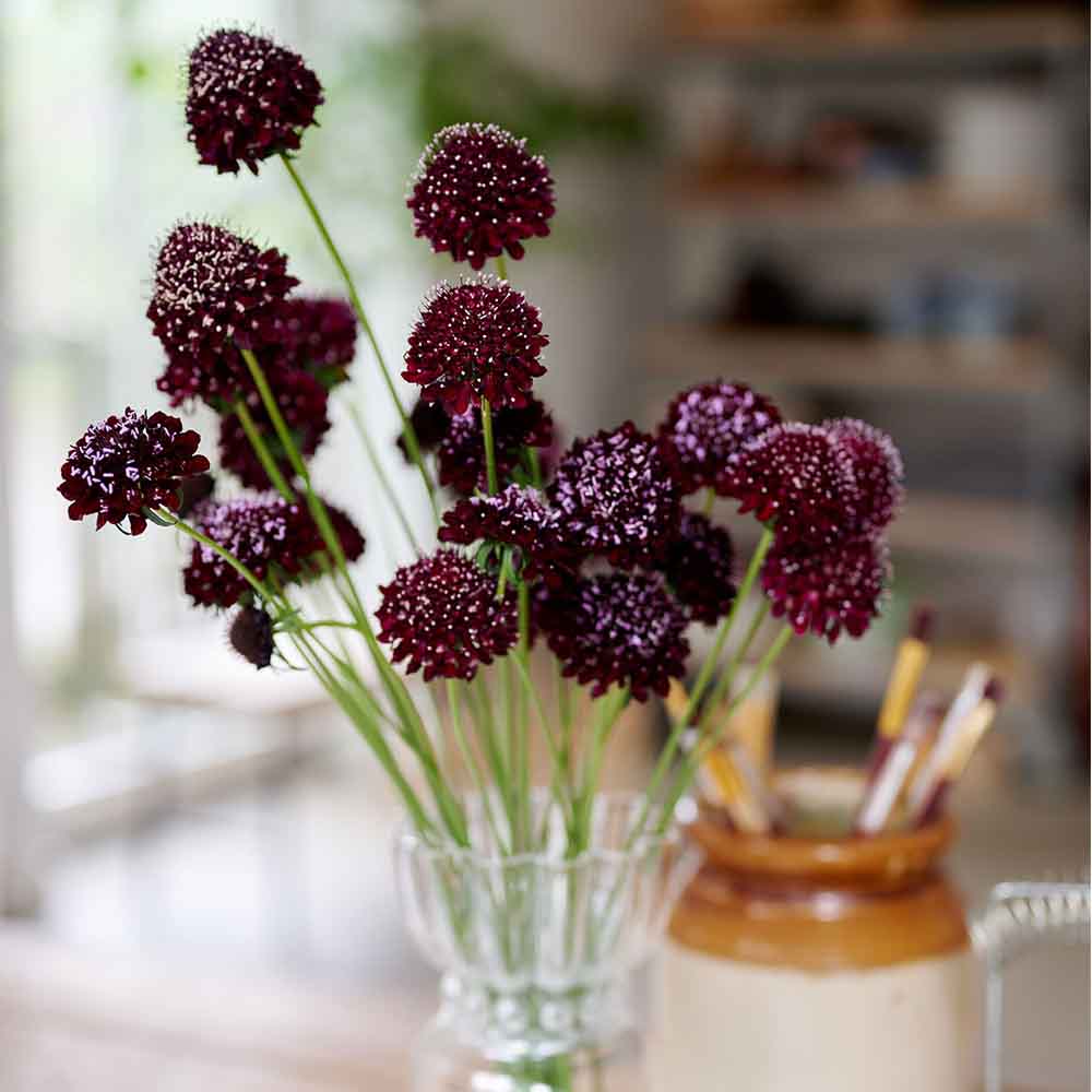 Sweet Scabious🌸 - A Beautiful and Fragrant Flower