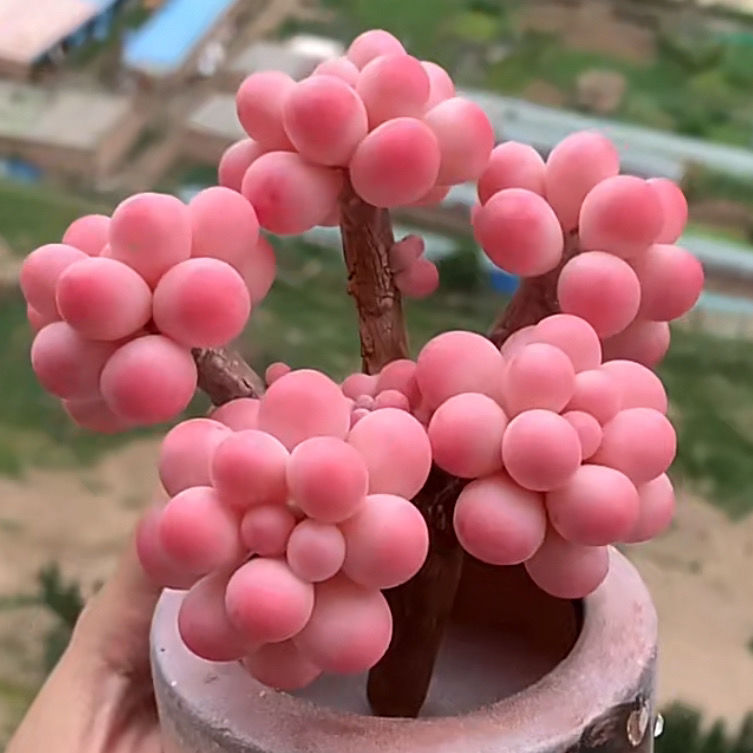 Graptopetalum amethystinum 'Peach Egg' Seeds🌸 Nature’s Living Peach Blossom