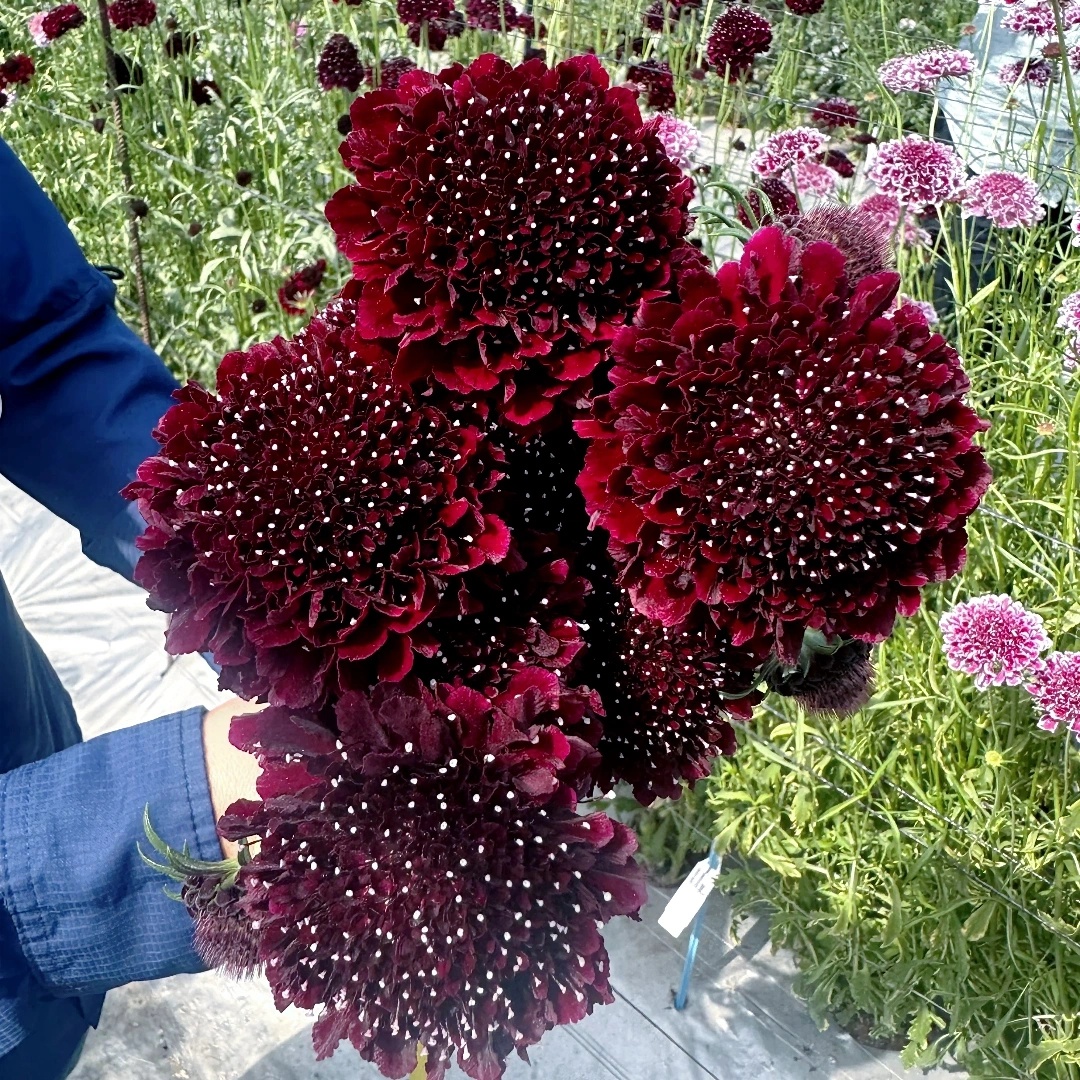 Sweet Scabious🌸 - A Beautiful and Fragrant Flower