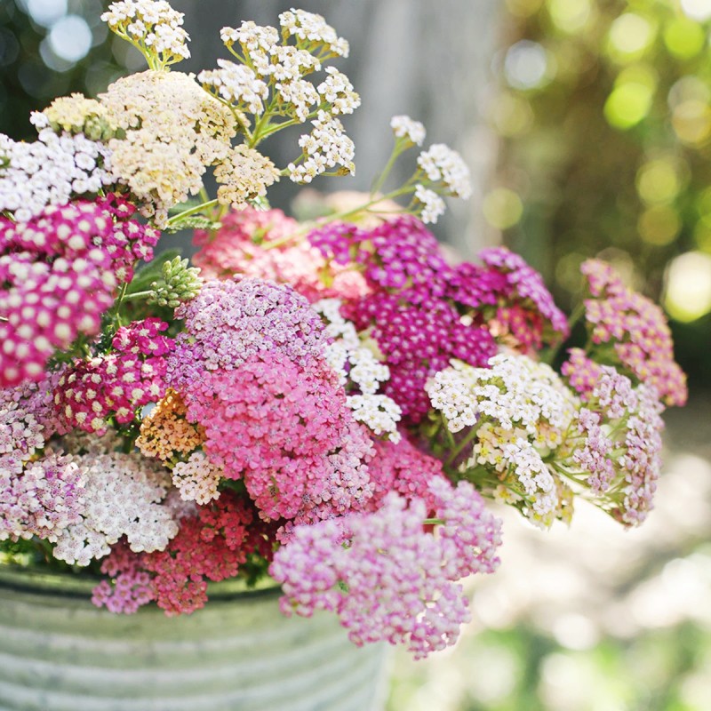 Mixed Color Yarrow Plant Seeds - Achillea Millefolium 🌸