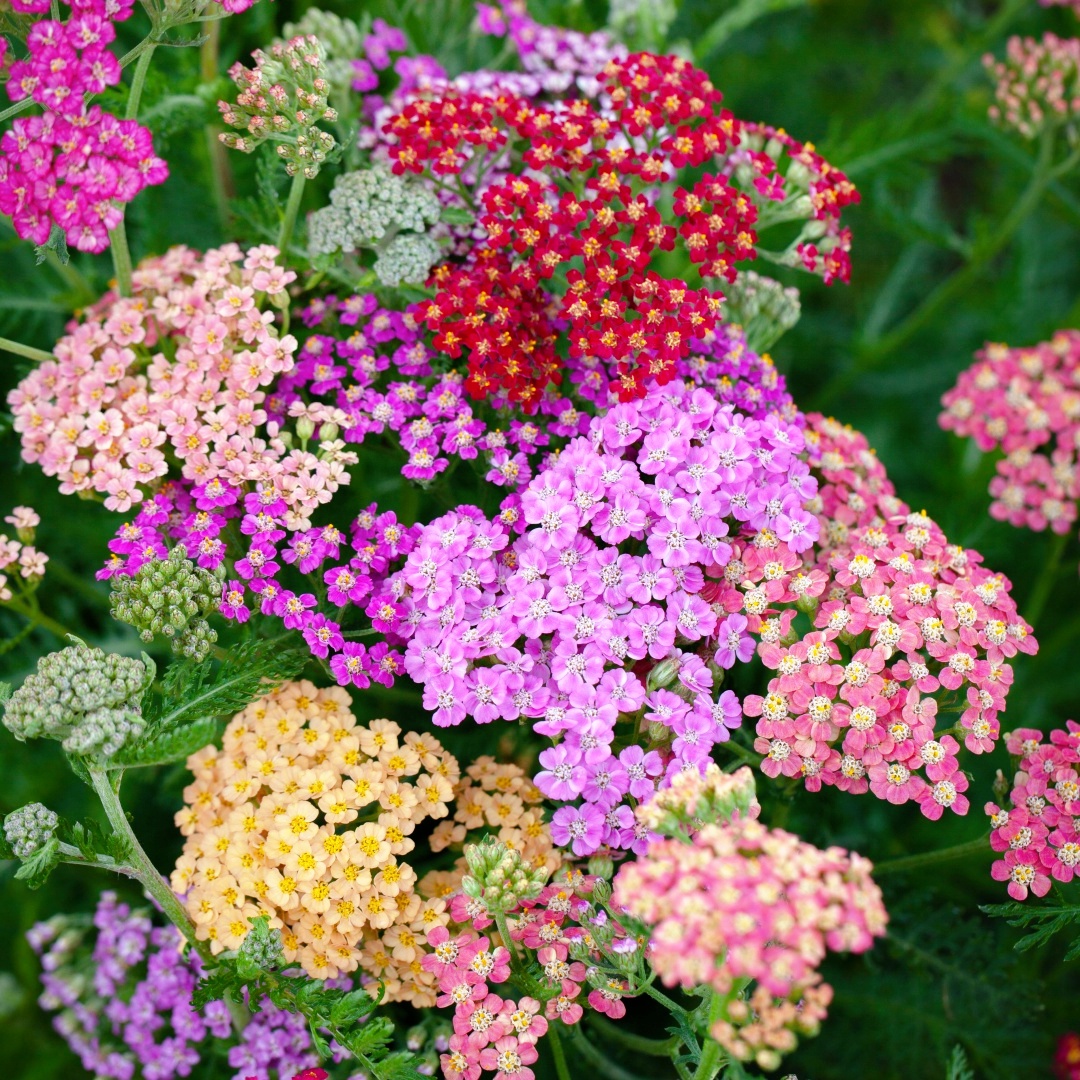 Mixed Color Yarrow Plant Seeds - Achillea Millefolium 🌸