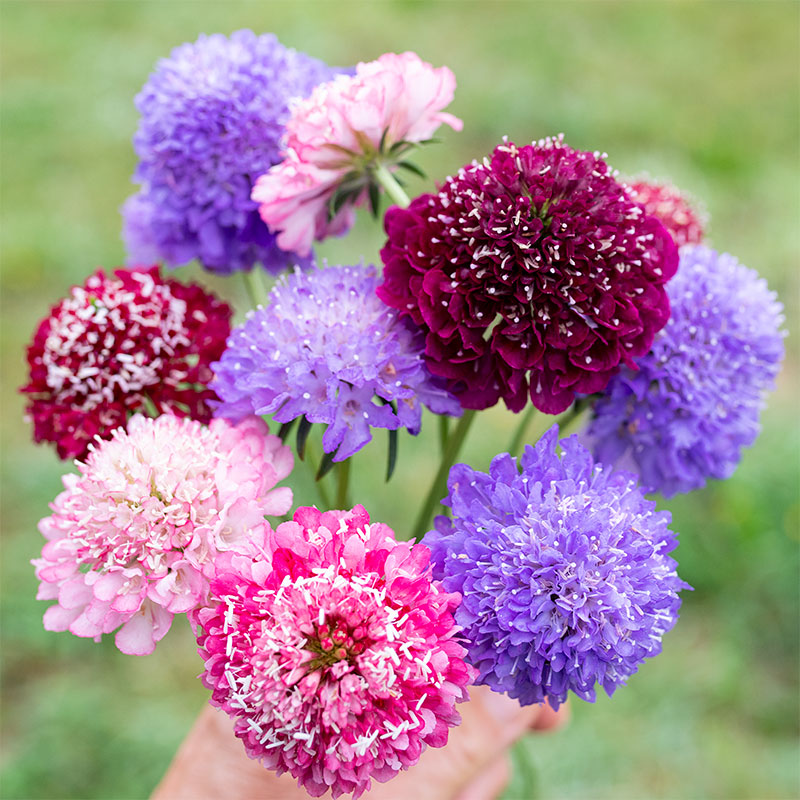 Sweet Scabious🌸 - A Beautiful and Fragrant Flower