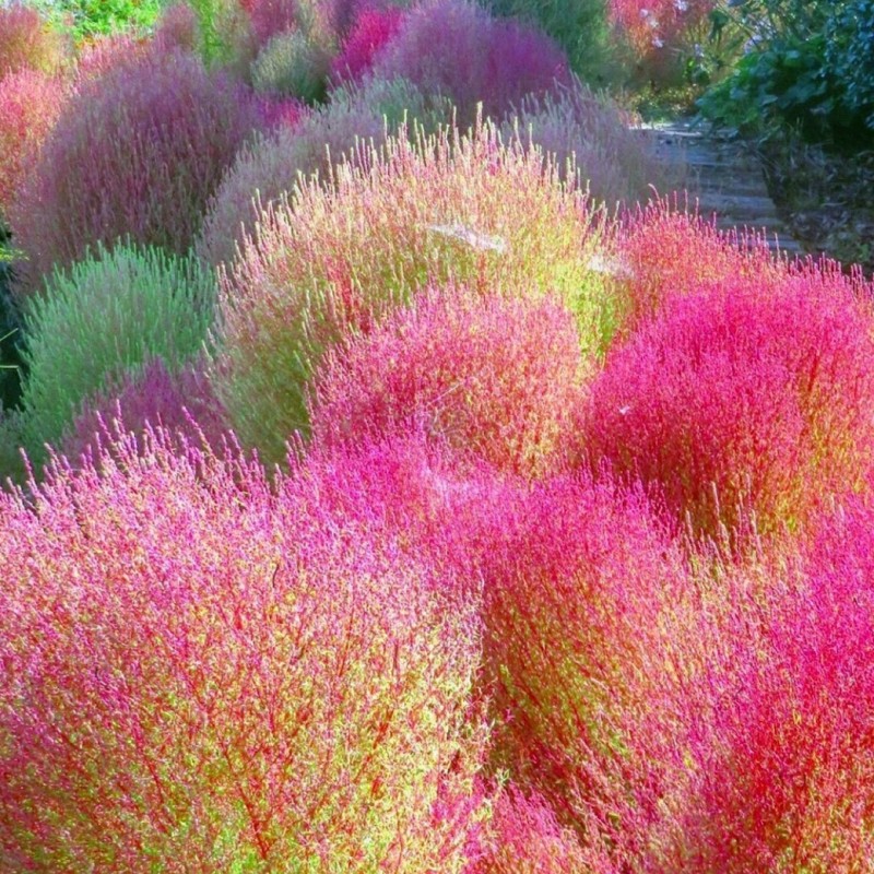 ✨High Germination🌳Kochia Scoparia Seeds