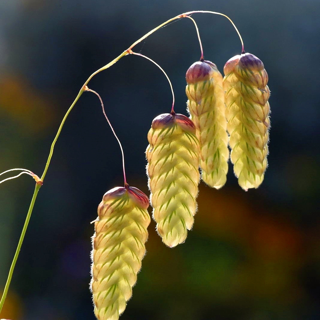 Chasmanthium latifolium (Northern Sea Oats) Seeds