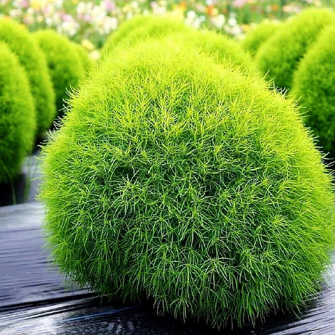 ✨High Germination🌳Kochia Scoparia Seeds