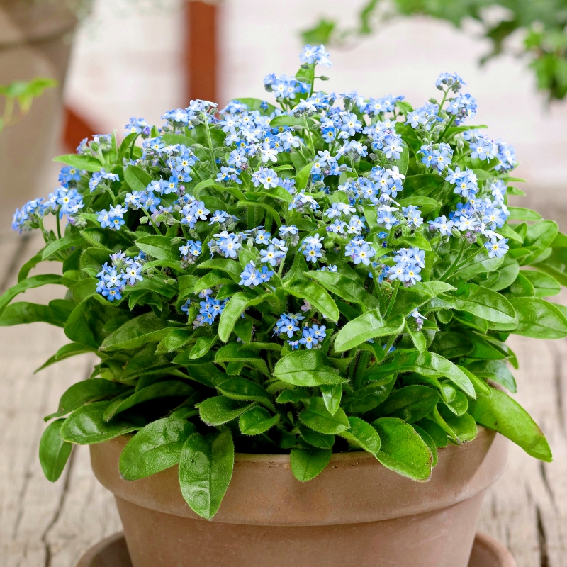 Myosotis sylvatica