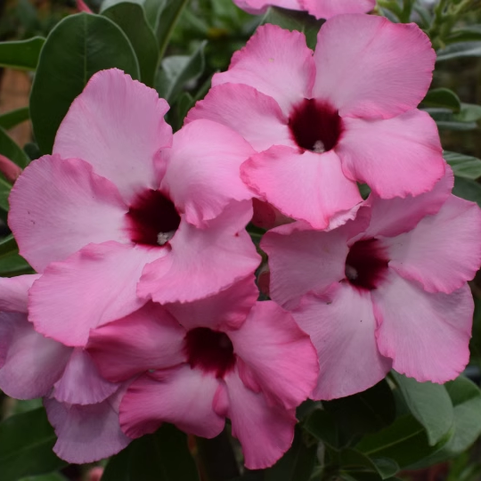 🌸 50% Off on Desert Rose🌸