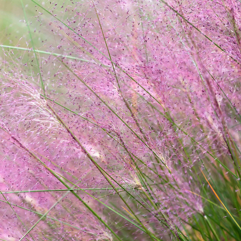 Pink Muhly Grass (Muhlenbergia capillaris) Seeds