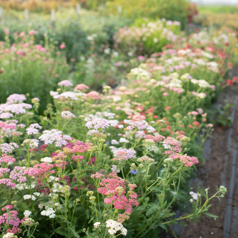 Mixed Color Yarrow Plant Seeds - Achillea Millefolium 🌸