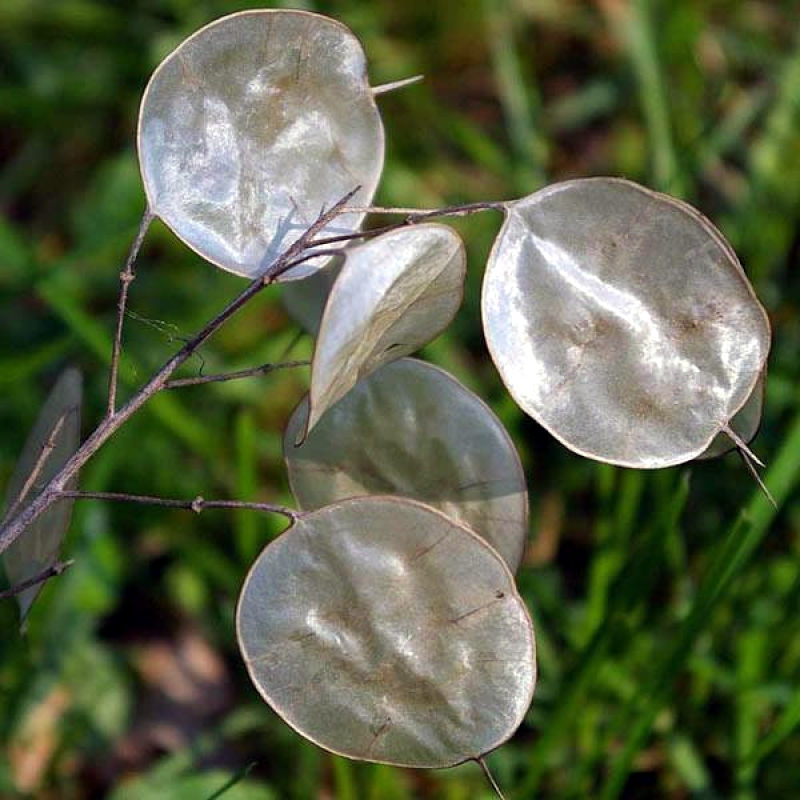 Silver Dollar Plant (Lunaria annua) Seeds - Product Description