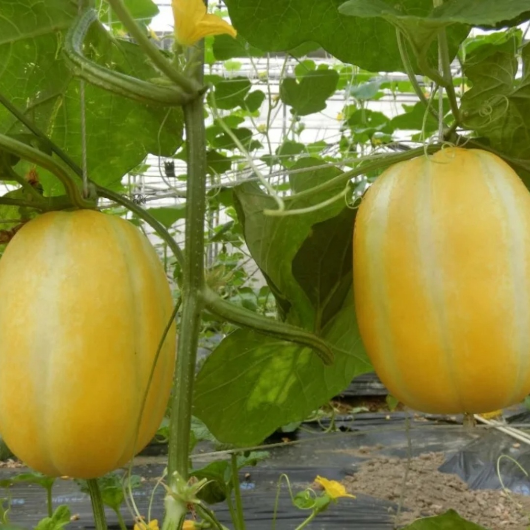 Golden Honey Melon Seeds