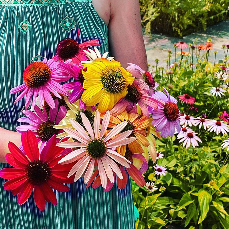 Coneflowers Echinacea purpurea