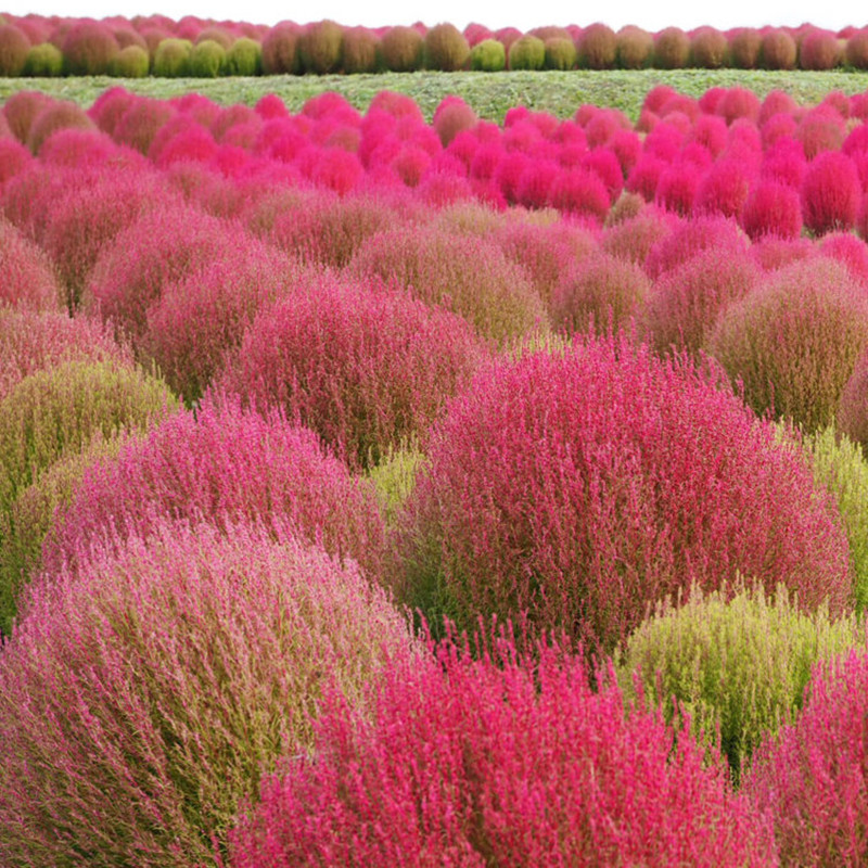 ✨High Germination🌳Kochia Scoparia Seeds