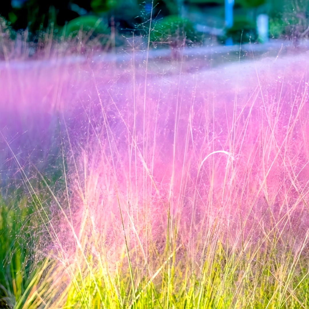 Pink Muhly Grass (Muhlenbergia capillaris) Seeds