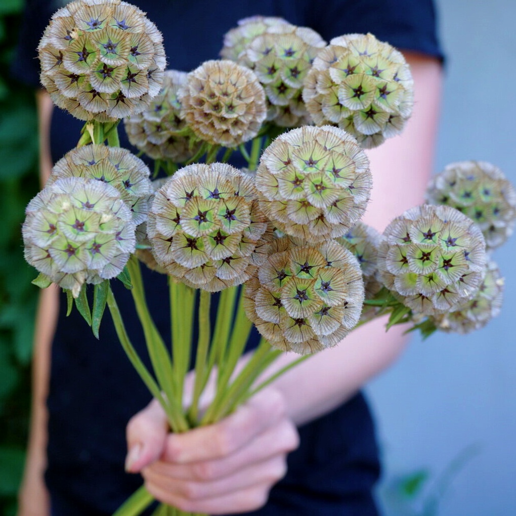 Sweet Scabious🌸 - A Beautiful and Fragrant Flower