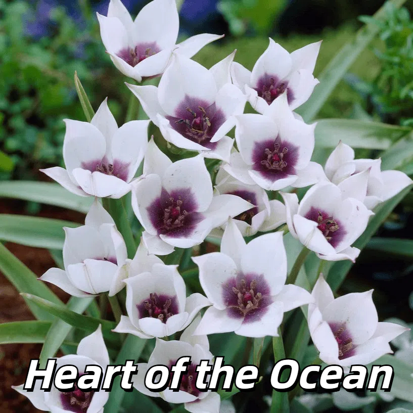 🌷 Botanical Tulip Bulbs