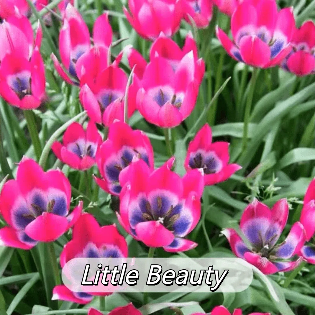 🌷 Botanical Tulip Bulbs