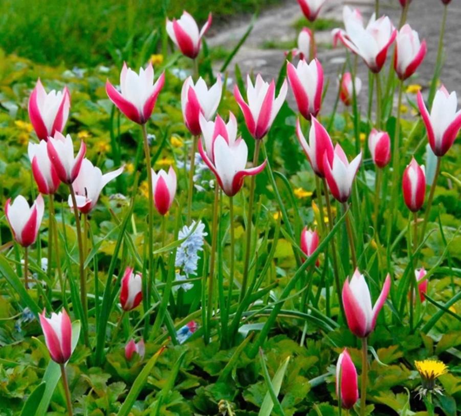 🌷 Botanical Tulip Bulbs