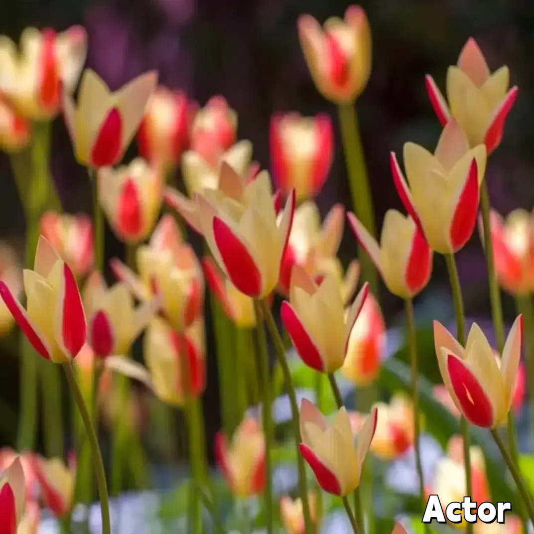 🌷 Botanical Tulip Bulbs