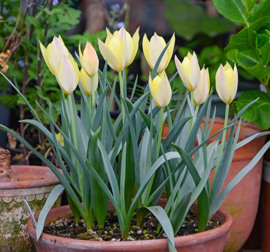 🌷 Botanical Tulip Bulbs