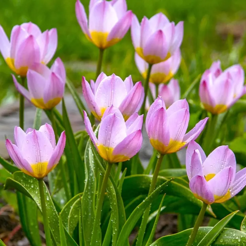 🌷 Botanical Tulip Bulbs