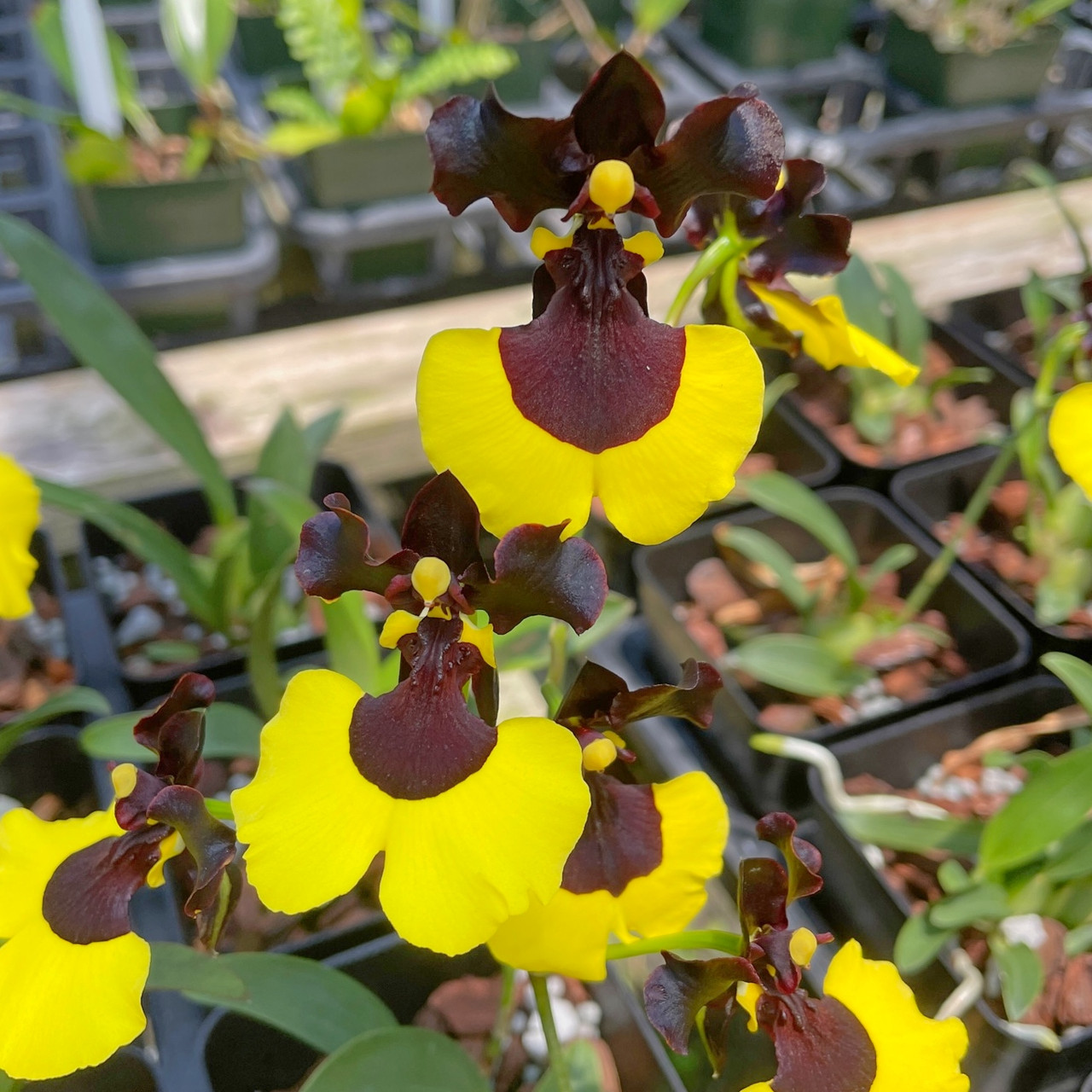 🌸💫Gomesa Jiaho Queen Orchid – A Stunning Hybrid of Beauty and Elegance