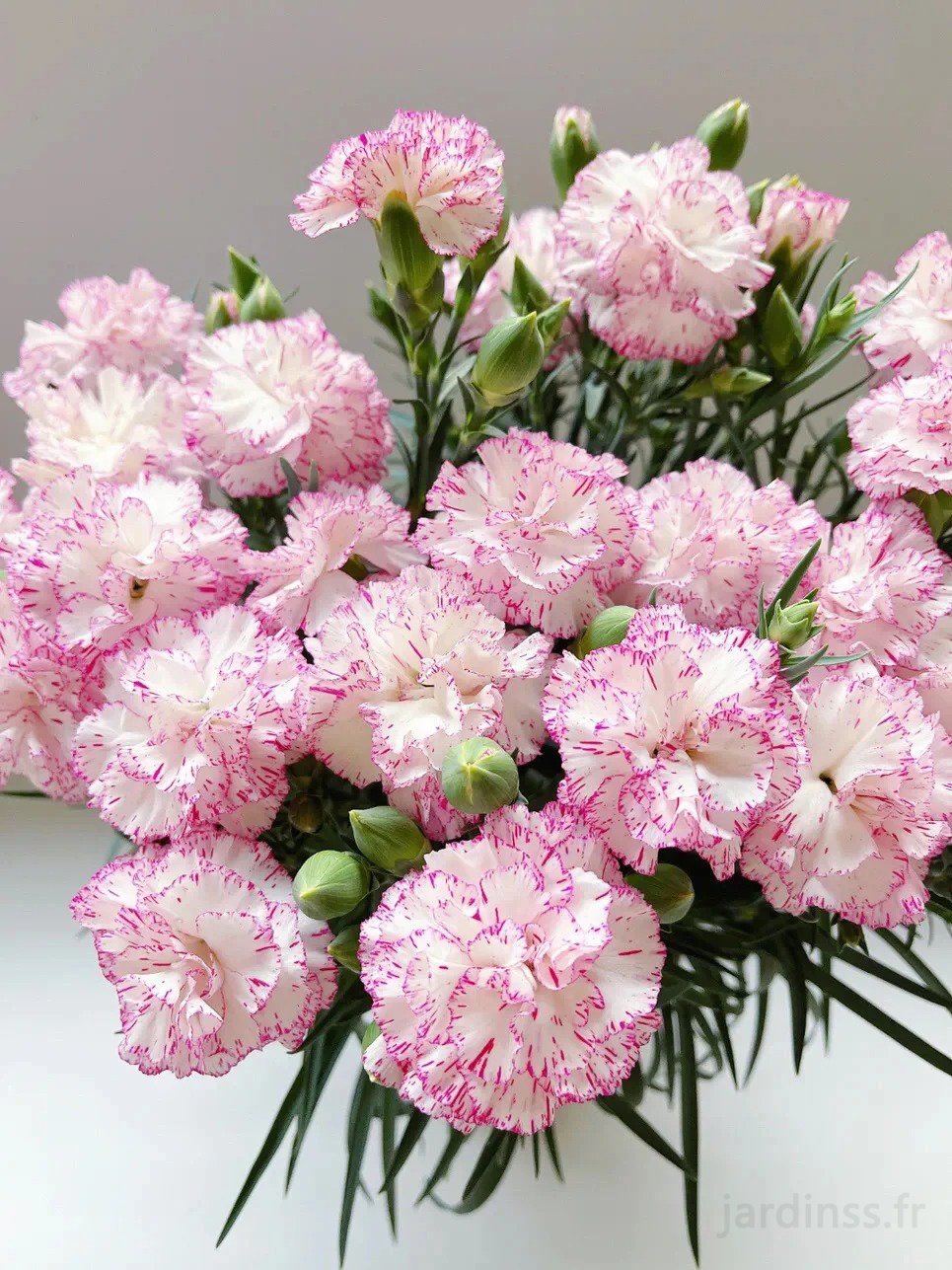 🎁50% de Réduction 🌸Graines D'œillet